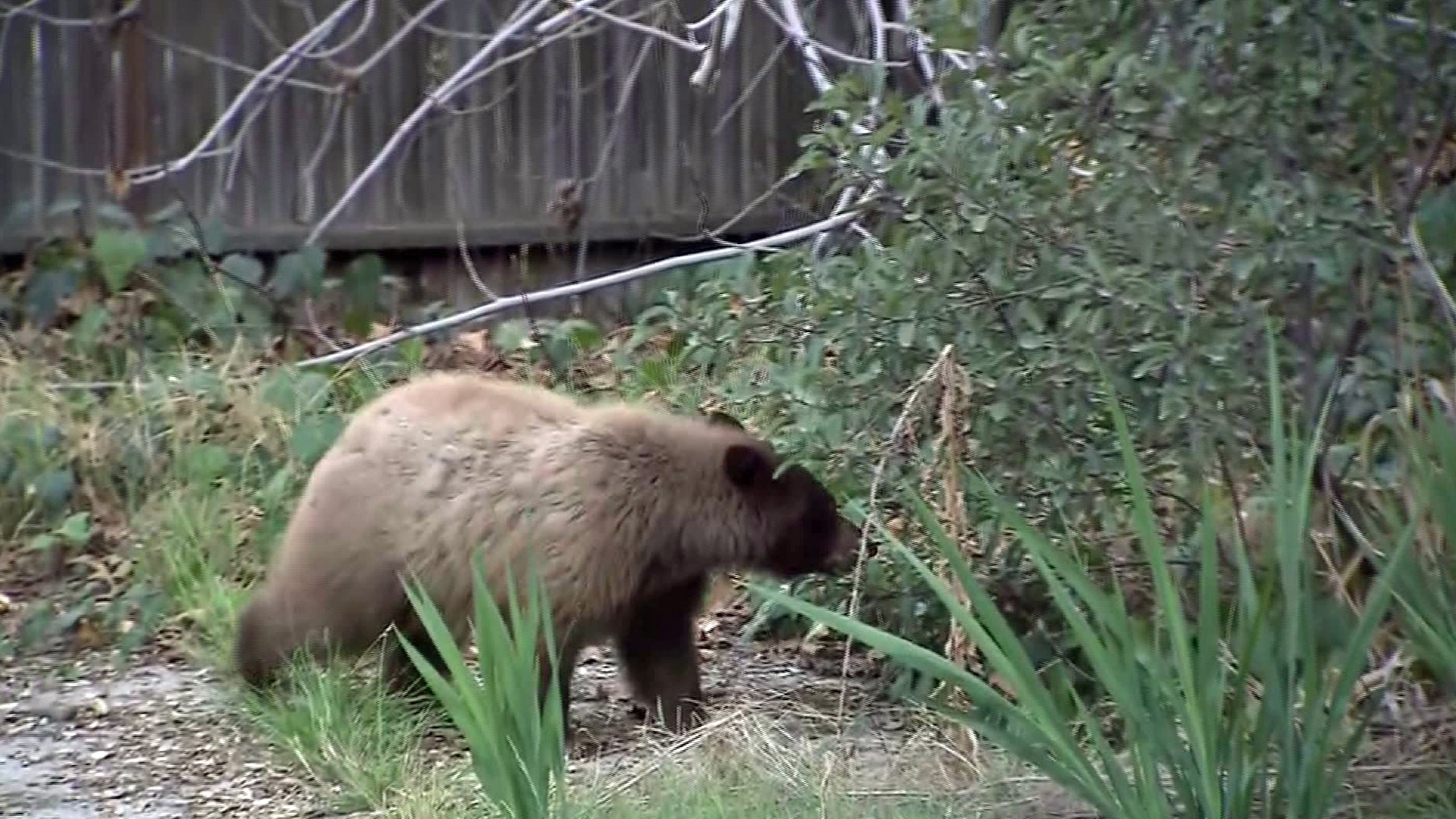 Bear Spotted Romping Through Pasadena Backyards KTLA