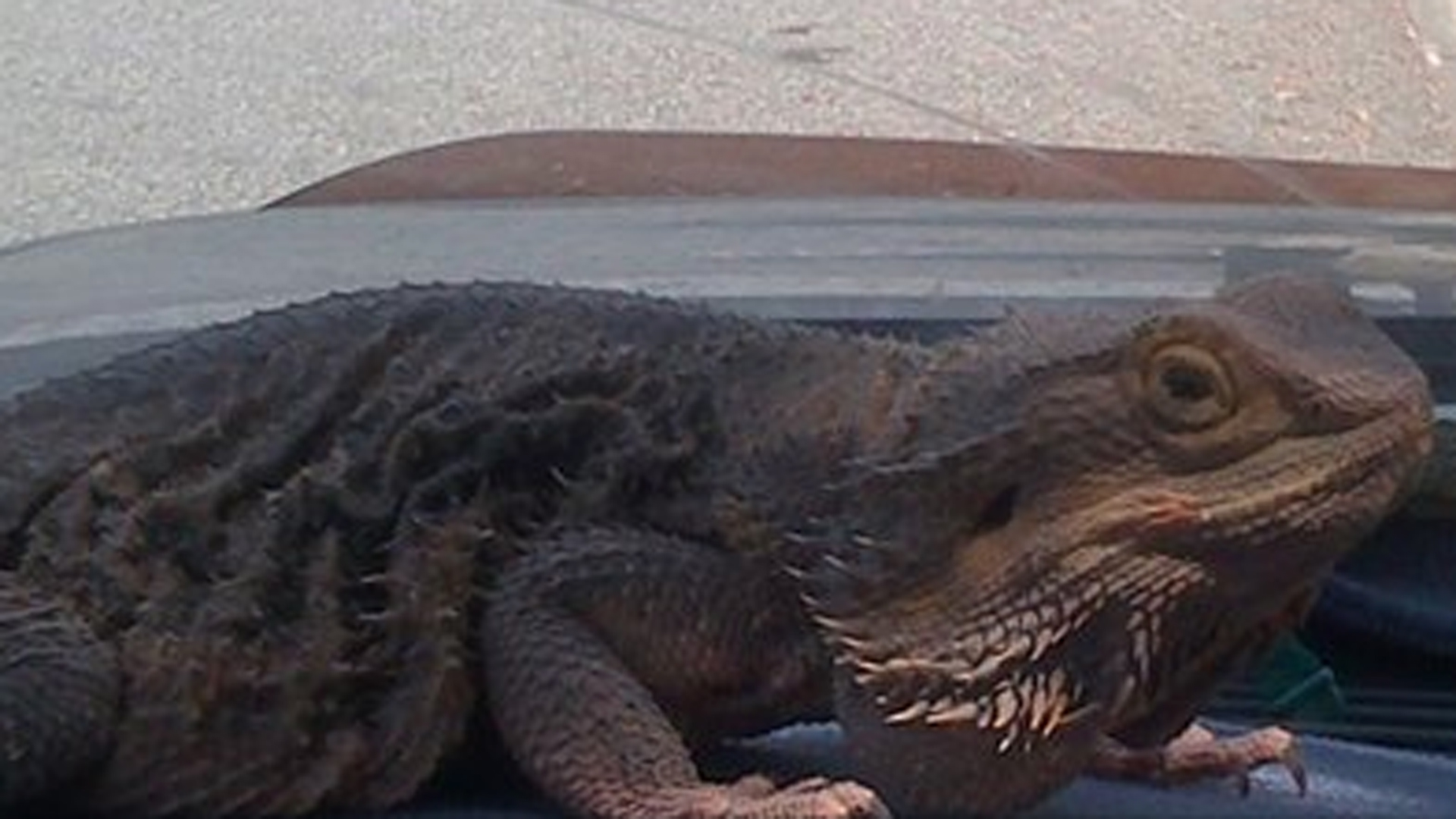 Public’s Help Sought in Finding Bearded Dragon Stolen in Alhambra KTLA