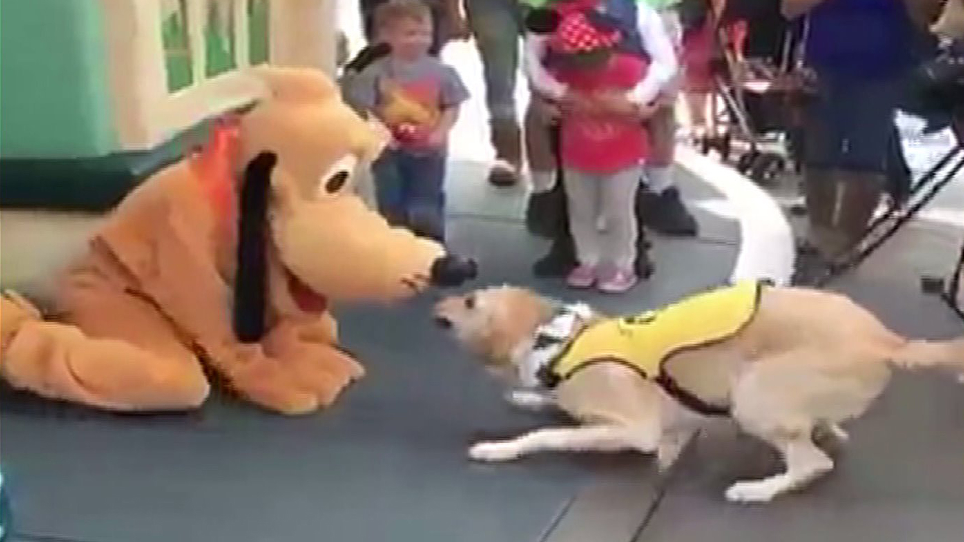 Are Dogs Allowed In Disneyland