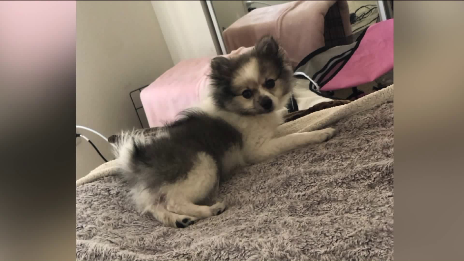 Zähmen Regen Fotografie craigslist las vegas pets Dummkopf spotten Moschee