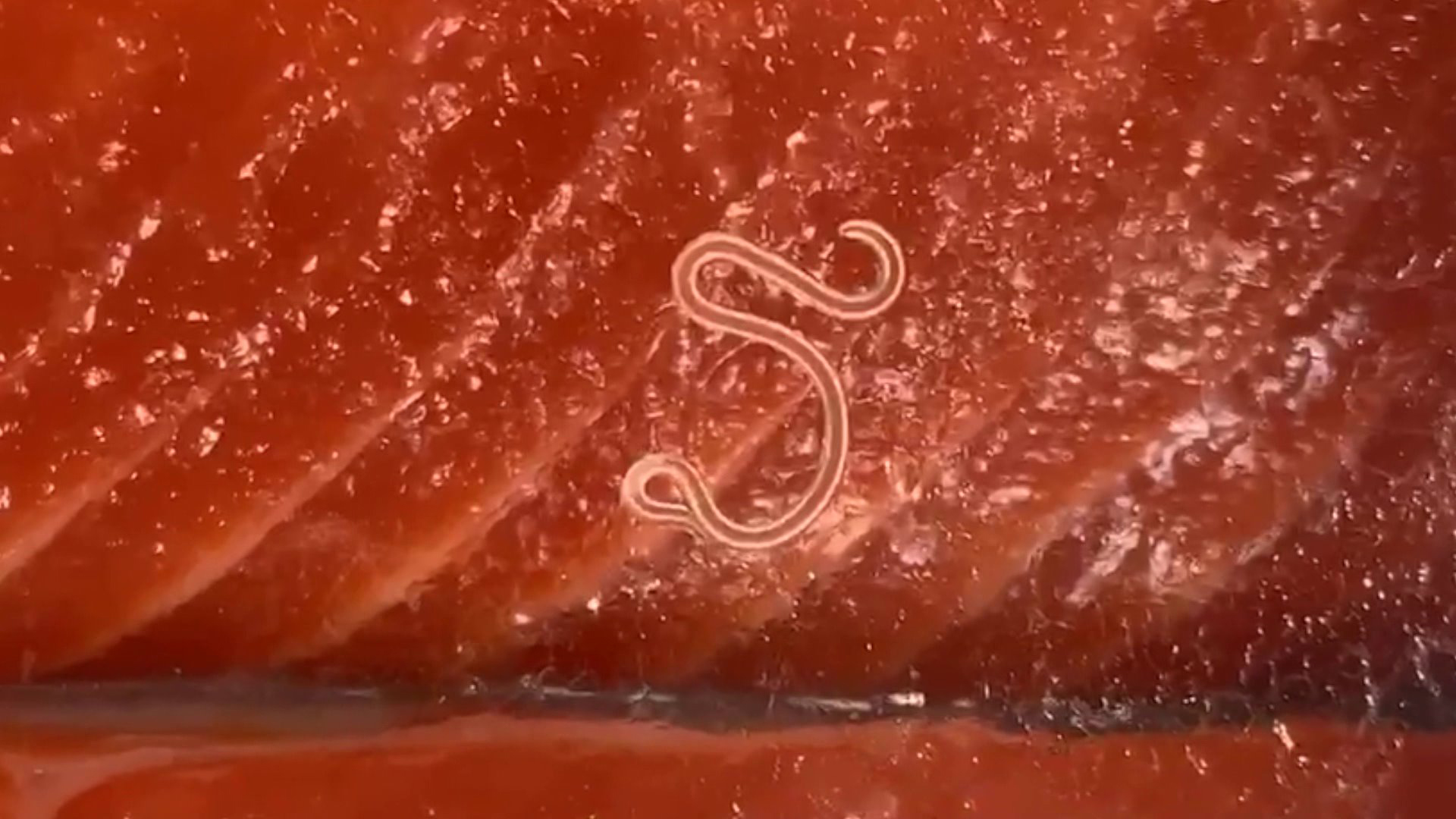 Disgusting': Shopper Horrified After Finding Live Worm On Fish At Costco In  New York | Ktla