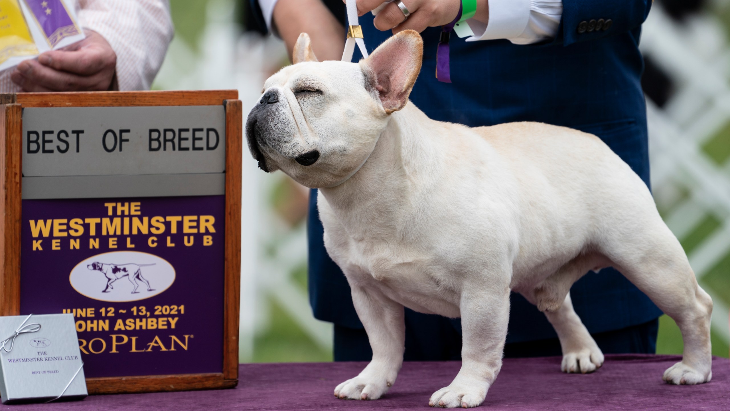 Westminster dog show finals will feature past winner, runnerup KTLA