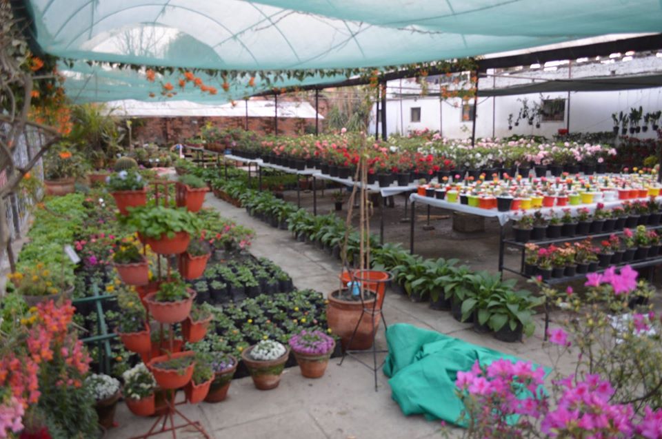 The Standard Nursery KTM Guide