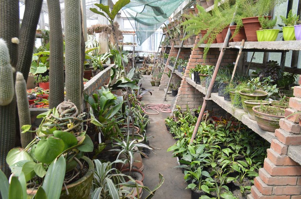 The Standard Nursery KTM Guide