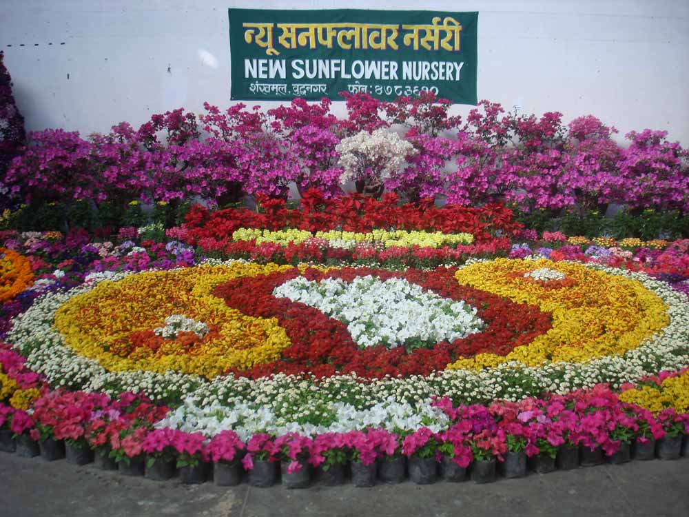 New Sunflower Nursery KTM Guide