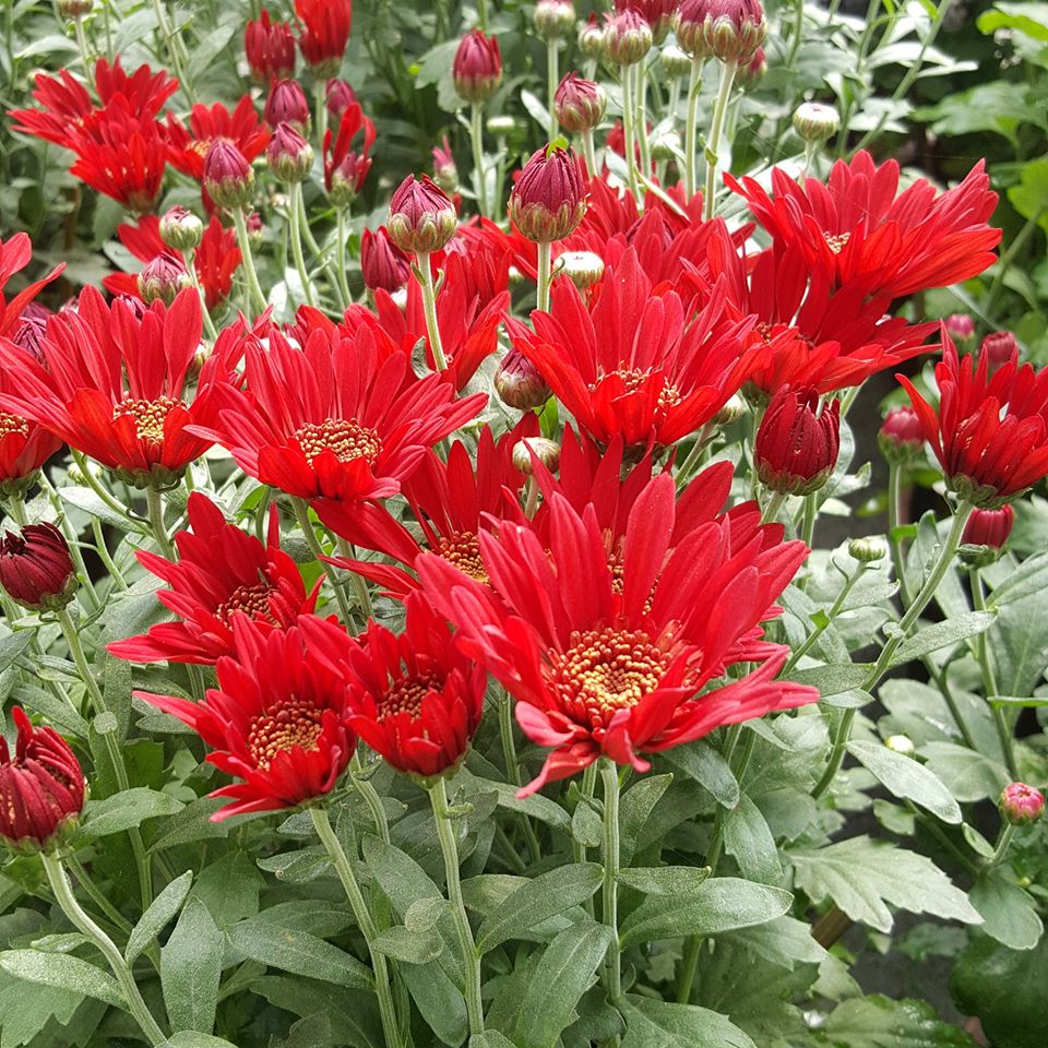 New Sunflower Nursery KTM Guide