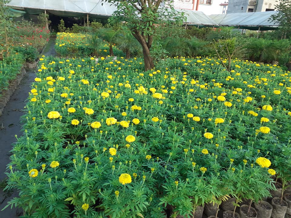 Kathmandu Nursery KTM Guide