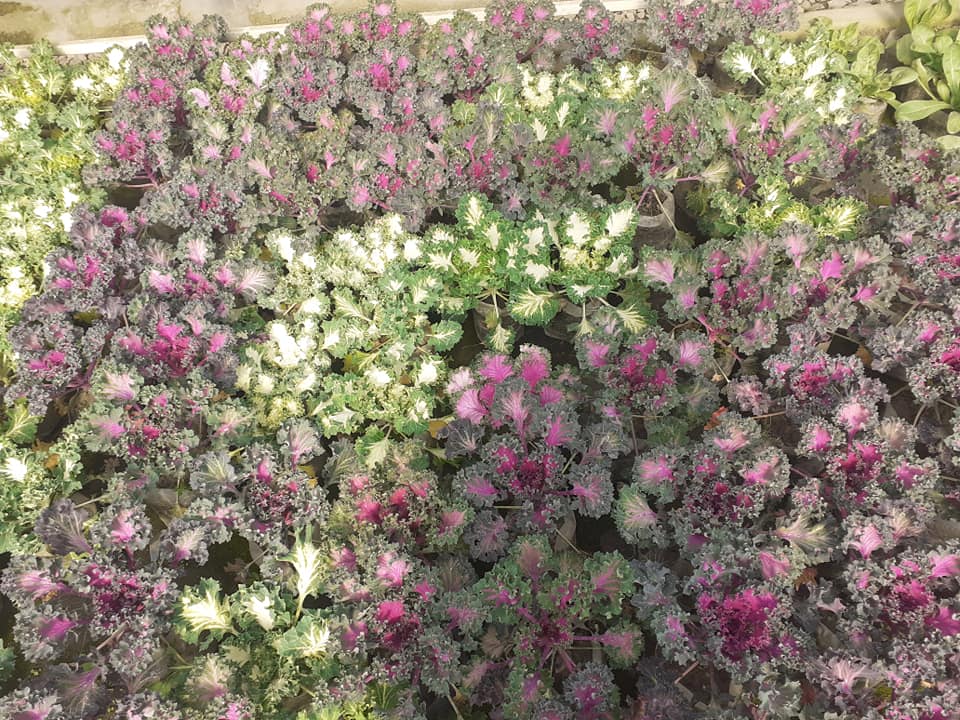 Kathmandu Nursery KTM Guide