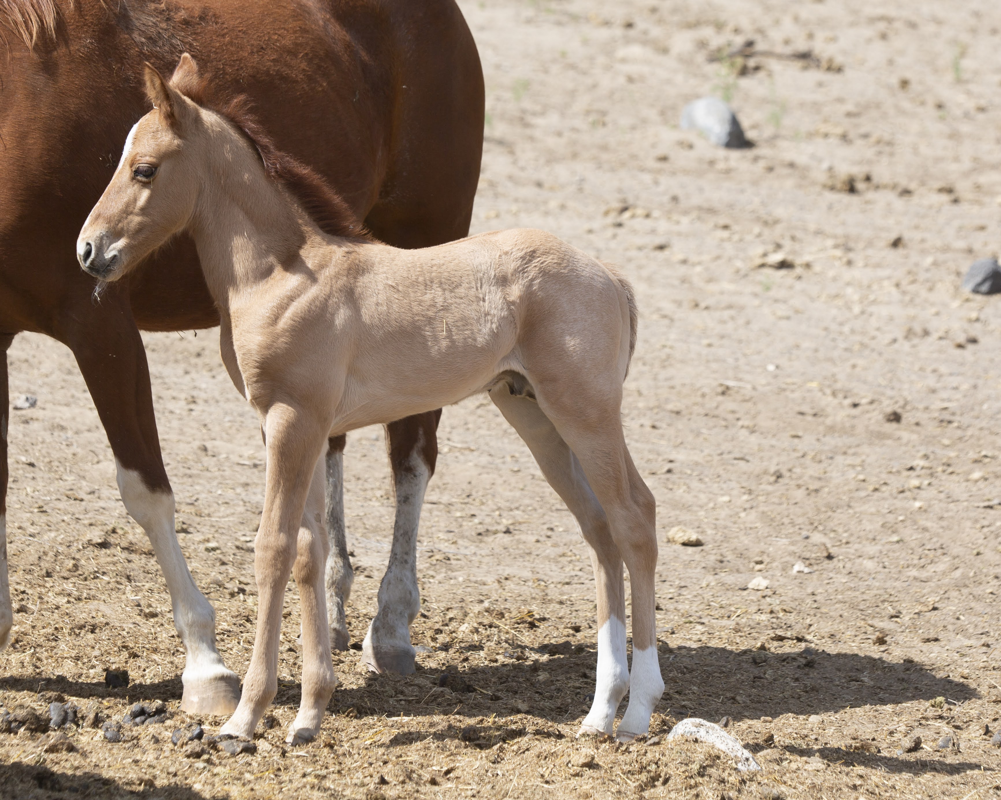 Red Dun Quarter Horse Stallion