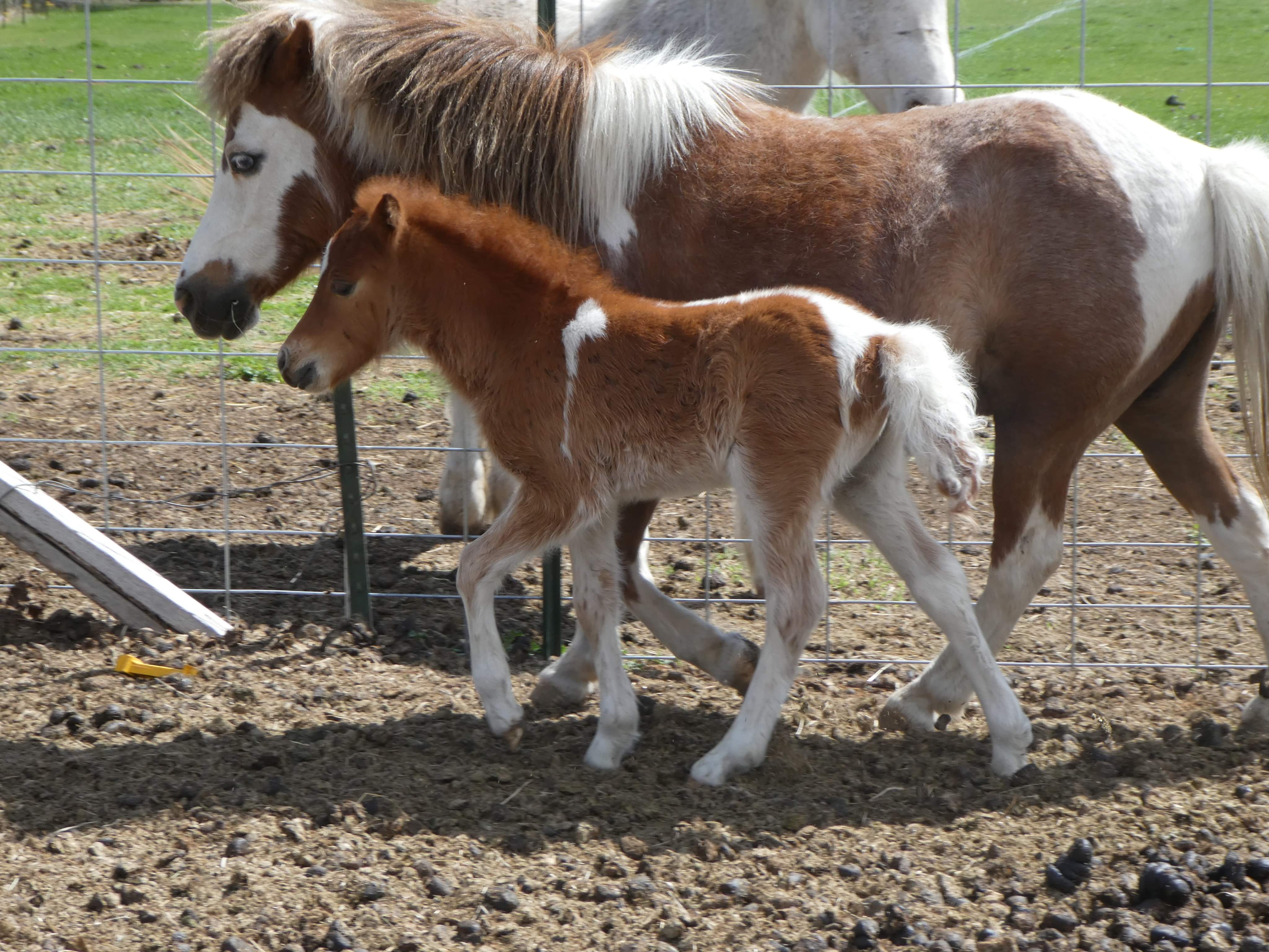 Miniature Horses KT Ranch