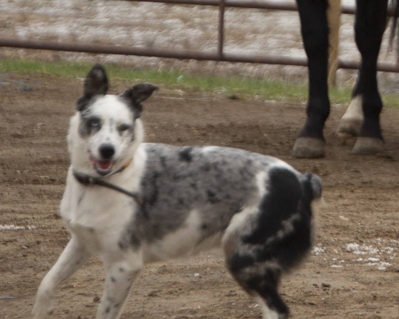 Idaho Shag/Border Collie puppies in SE Idaho KT Ranch