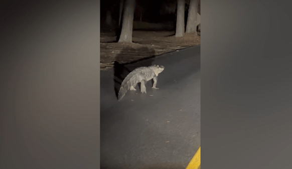 Alligator spotted on midnight stroll