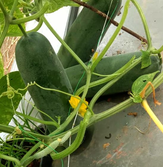 CUCUMBER PLANTING GUIDE Kuch99 Agriculture & Seeds Ltd