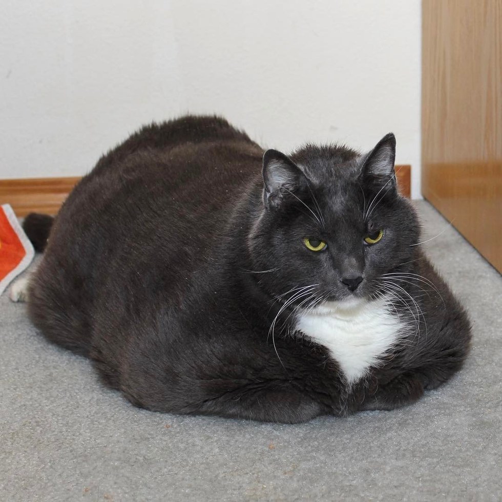 Obesitas, Kucing Berbobot 16 Kg ini Berhasil Turunkan Berat Badan