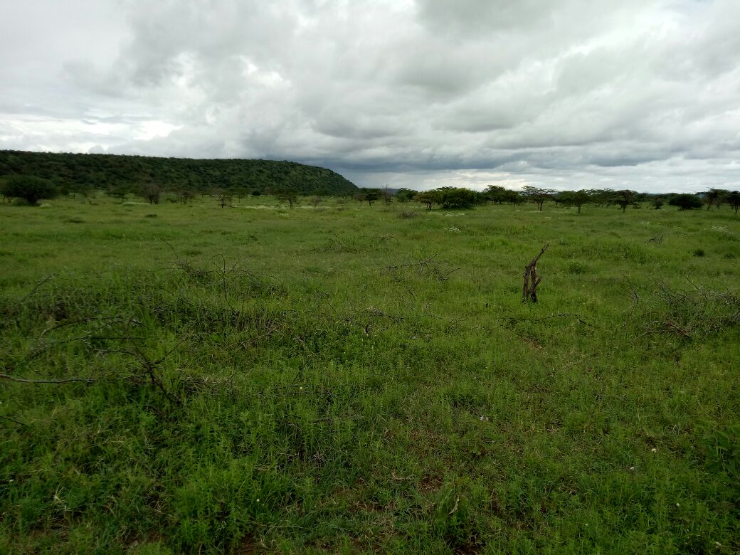 Kulta Properties 220 Acres Agricultural land for Sale in Suswa Narok