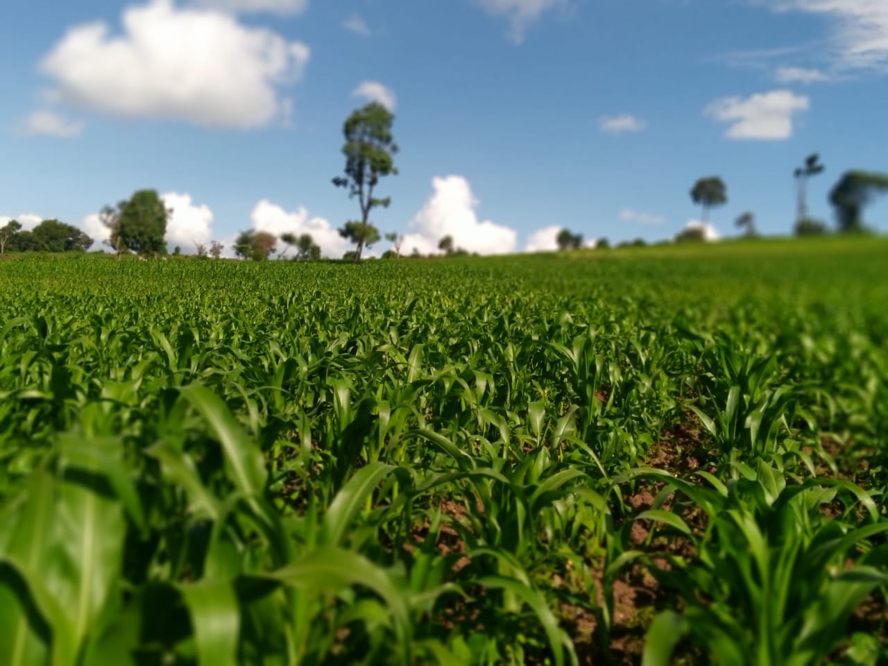 Kulta Properties 9 Acres Land for Sale in Njoro