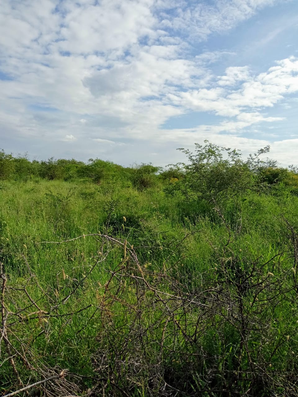 Kulta Properties 250 Acres land for sale in Kajiado West