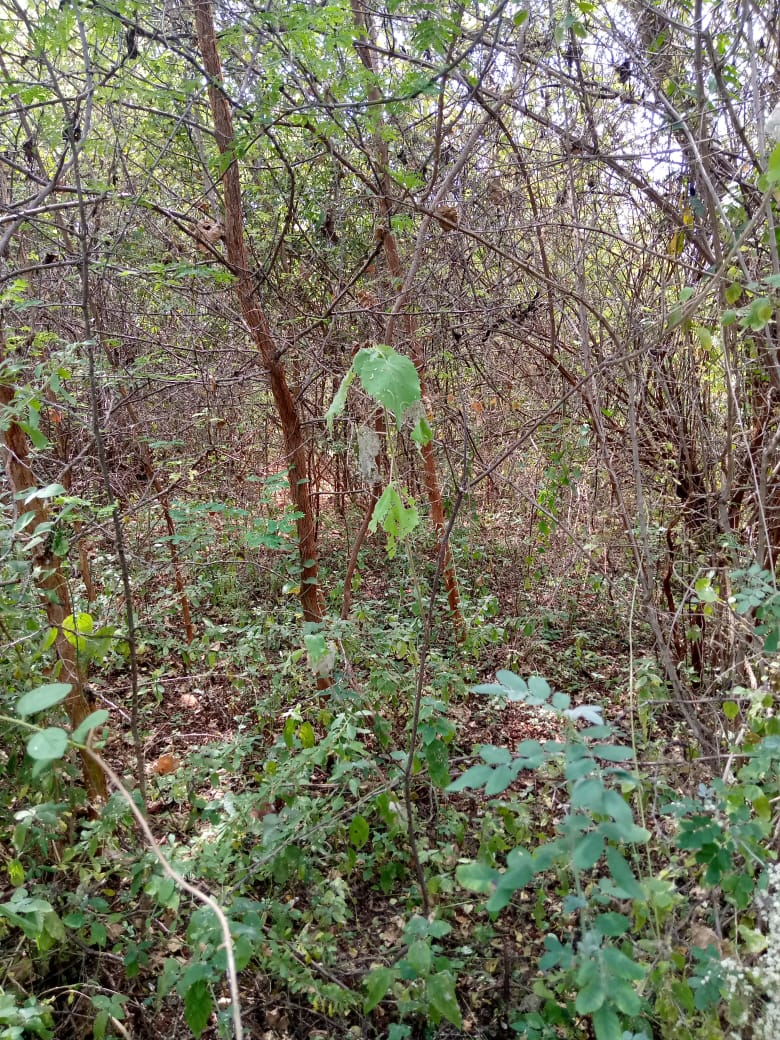 Kulta Properties 28.5 Acres land in Embu county Muminji area for sale