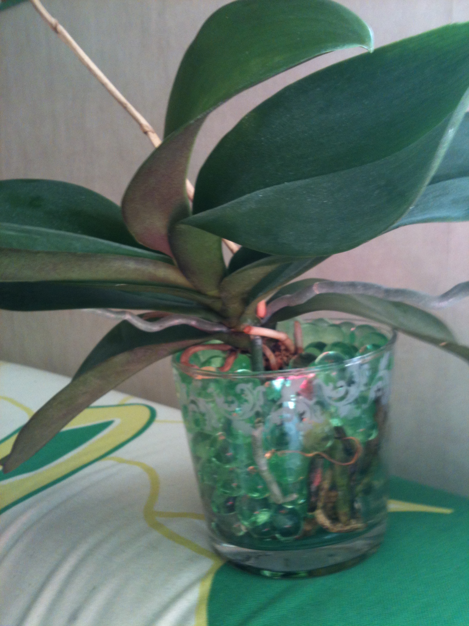 genomskinlig kruka Vattenbubblor Och Genomskinlig Kruka