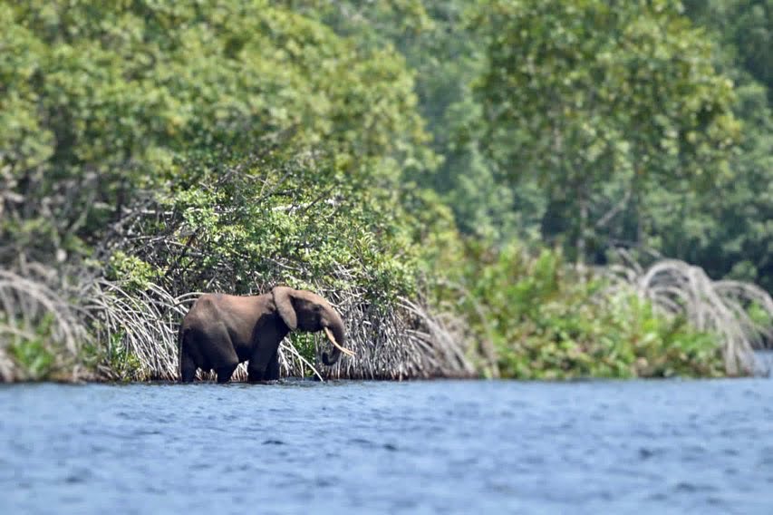 Parque Nacional de Loango en Gabón Kumakonda