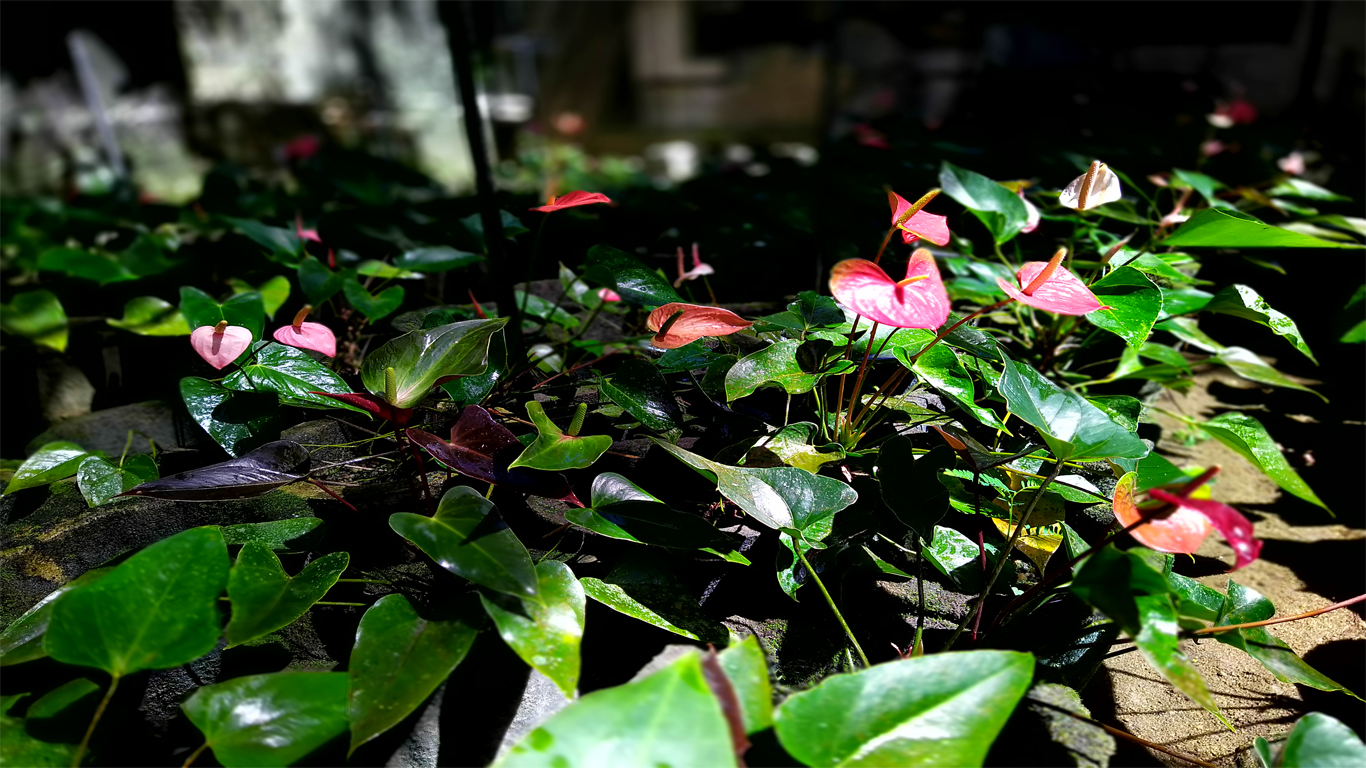 Kumari Plant Nursery