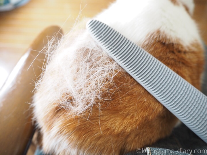 「ねこじゃすり」で猫の抜け毛を集めています
