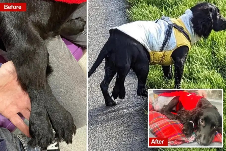 The Inspirational Journey of Ariel, the SixLegged Dog