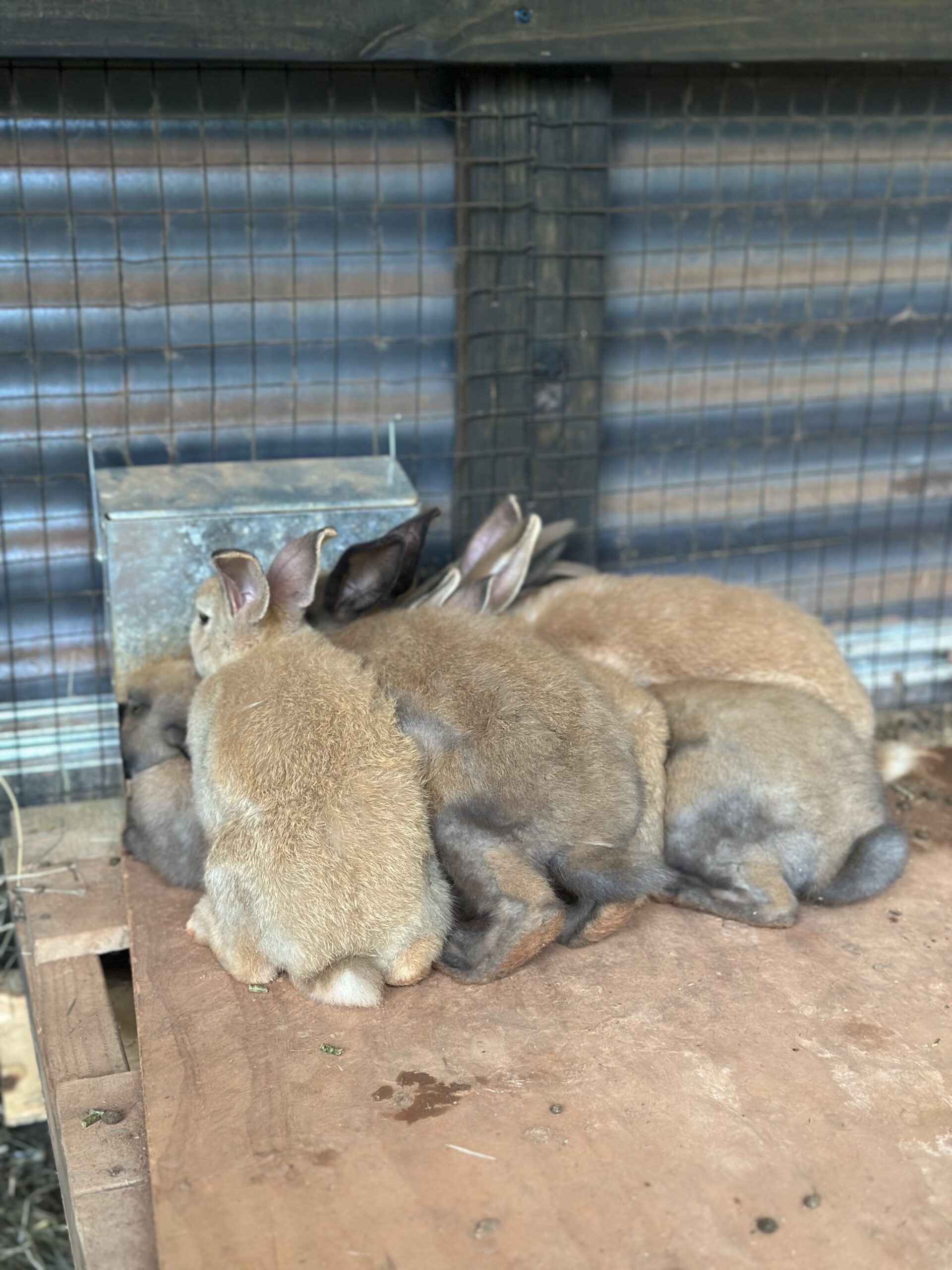 Raising Rabbits In a Colony (Pros and Cons) The Kummer Homestead
