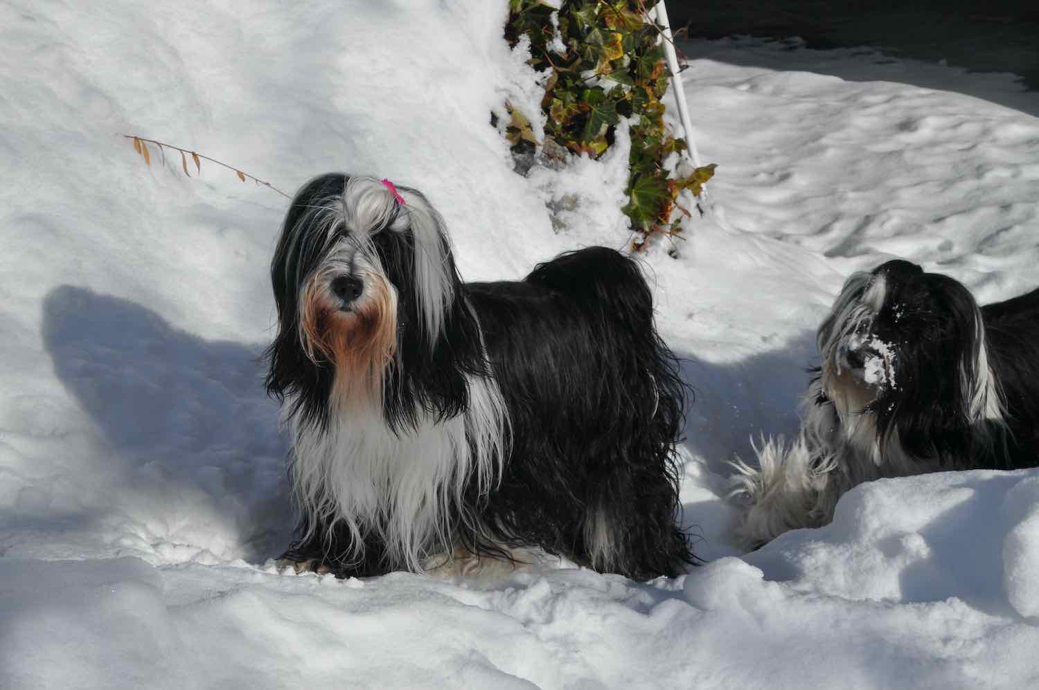 L'élevage kundali, élevage de terrier du Tibet