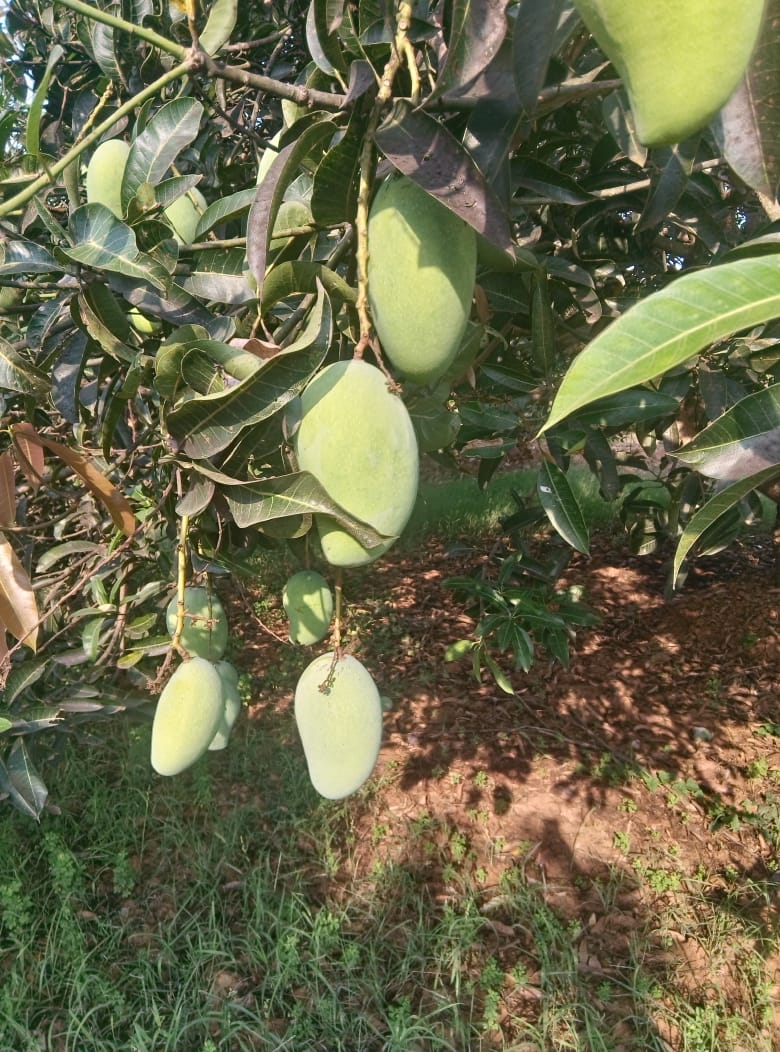 Nuzveed Pedda Rasalu Mango 3 kgs Kundan's Mangoes