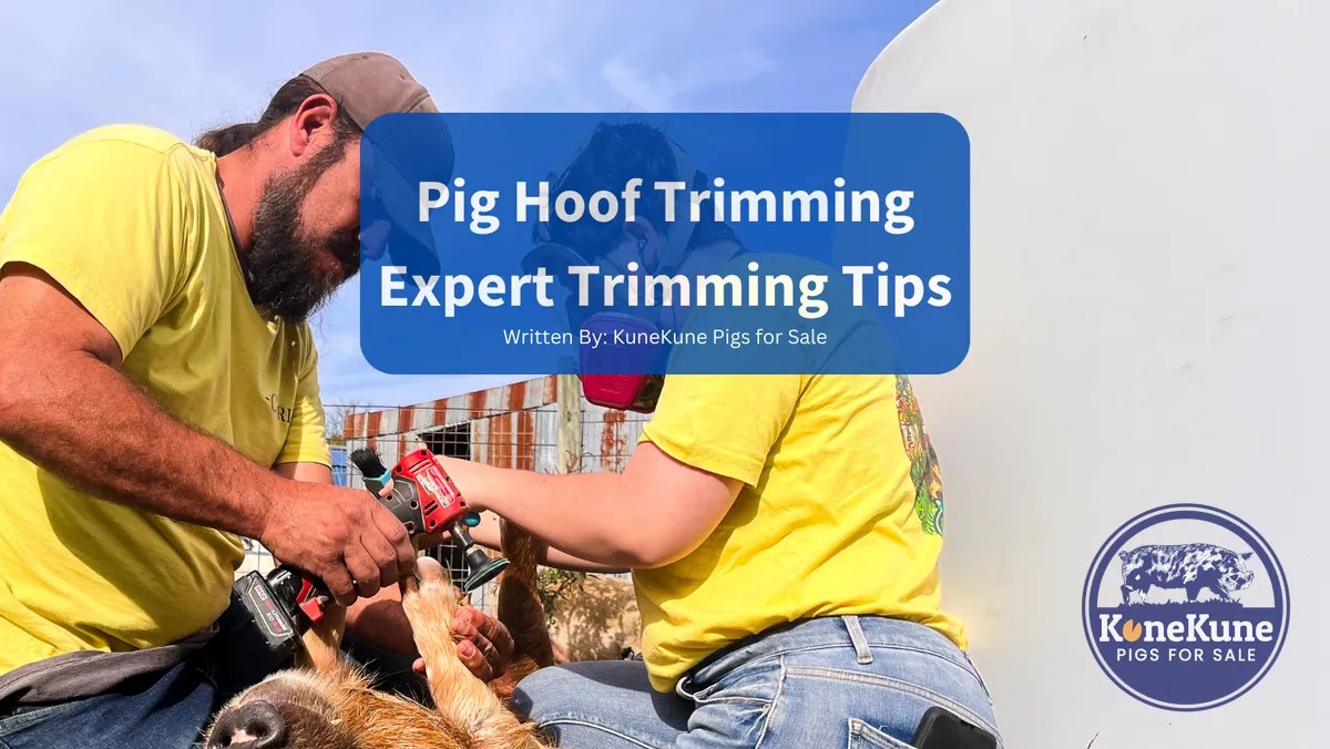 Pig Hoof Trimming Pigs' Hoof Health With Expert Trimming