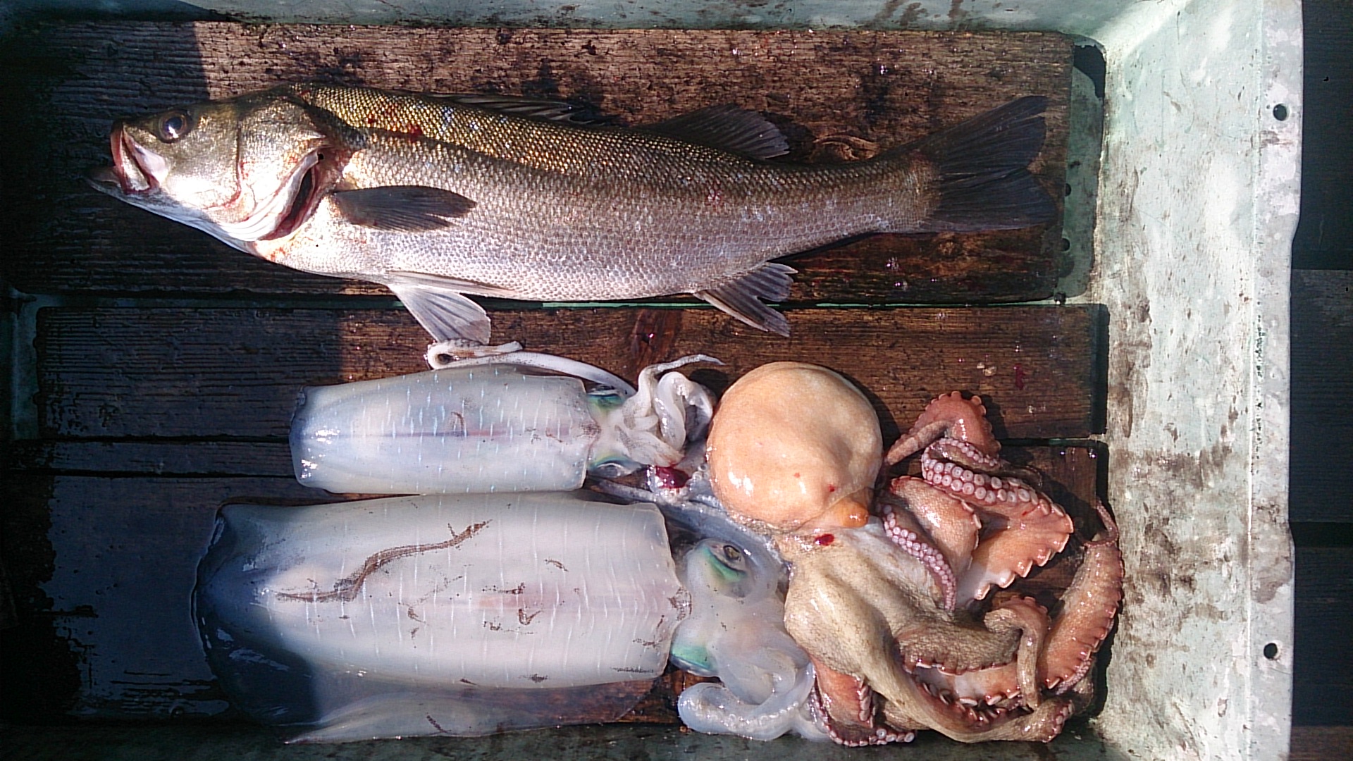 三重県 筏 国丸渡船 磯 釣り｜アオリイカ 五目 釣果情報