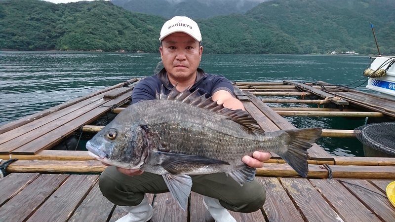 チヌ51.5㎝｜国丸渡船 三重県の筏釣り 磯釣り グレ釣り チヌ釣り アオリイカ釣り