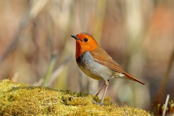 奈良県（鳥・花ピンズセット） - 株式会社東京カップ 47都道府県の鳥・花・木（県鳥・県花・県木）一覧