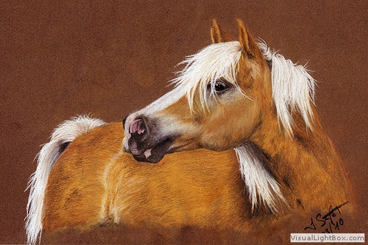 Bild Haflinger, Hafi, Hengst, Kreide von Jessica Seifert bei