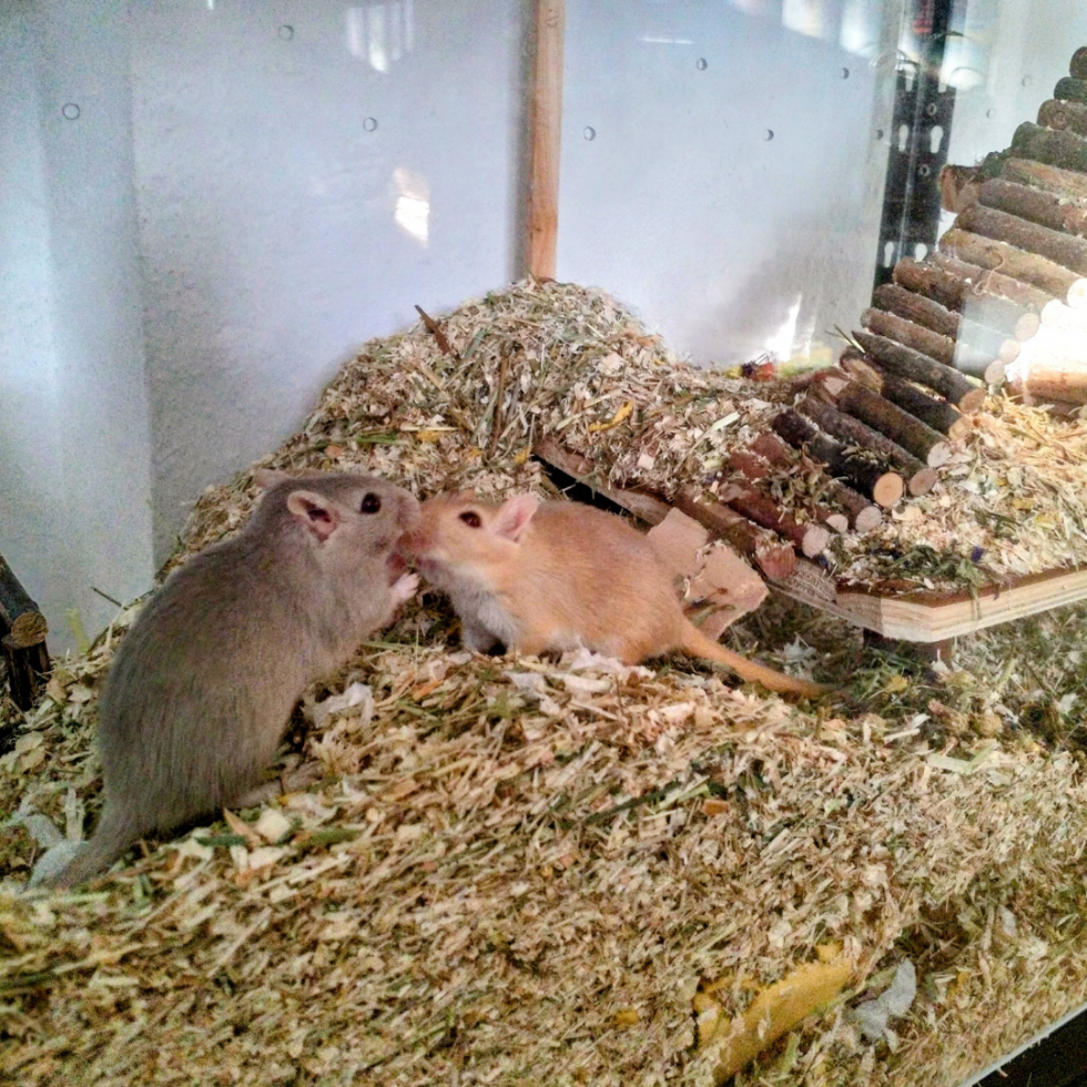 Großer Käfig für Rennmäuse