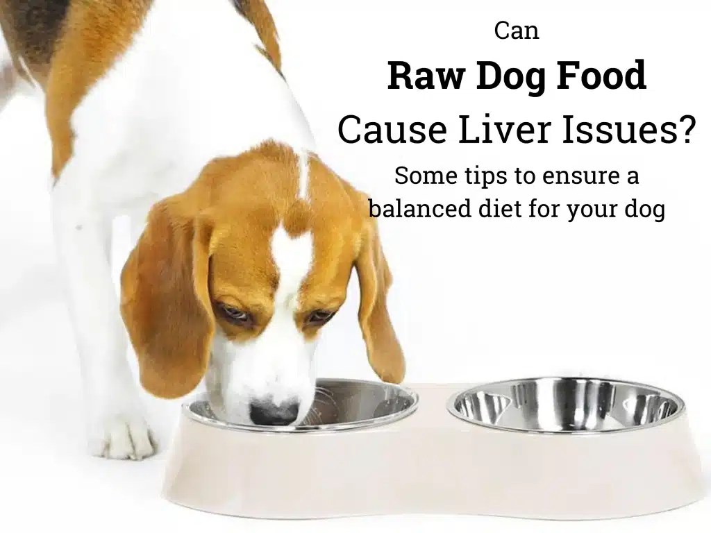 Can Raw Dog Food Cause Liver Problems? What You Need to Know