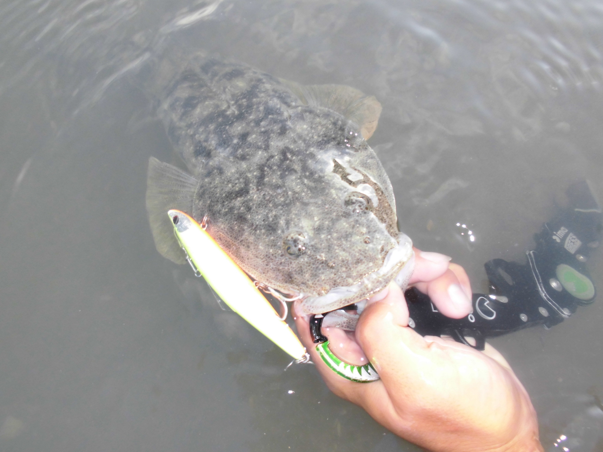 ☆紀ノ川河口にてマゴチの釣果です。☆ 和歌山の釣具えさ専門店 フィッシングクリモト 釣果速報