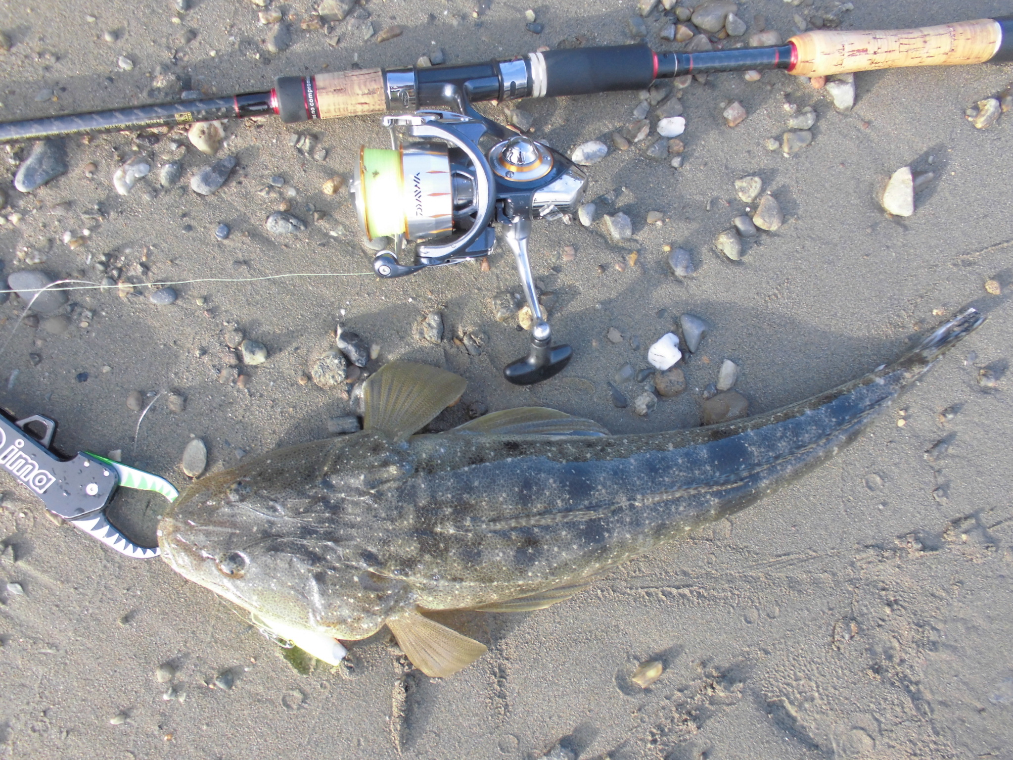 ☆紀ノ川河口にてマゴチの釣果です。☆ 和歌山の釣具えさ専門店 フィッシングクリモト 釣果速報