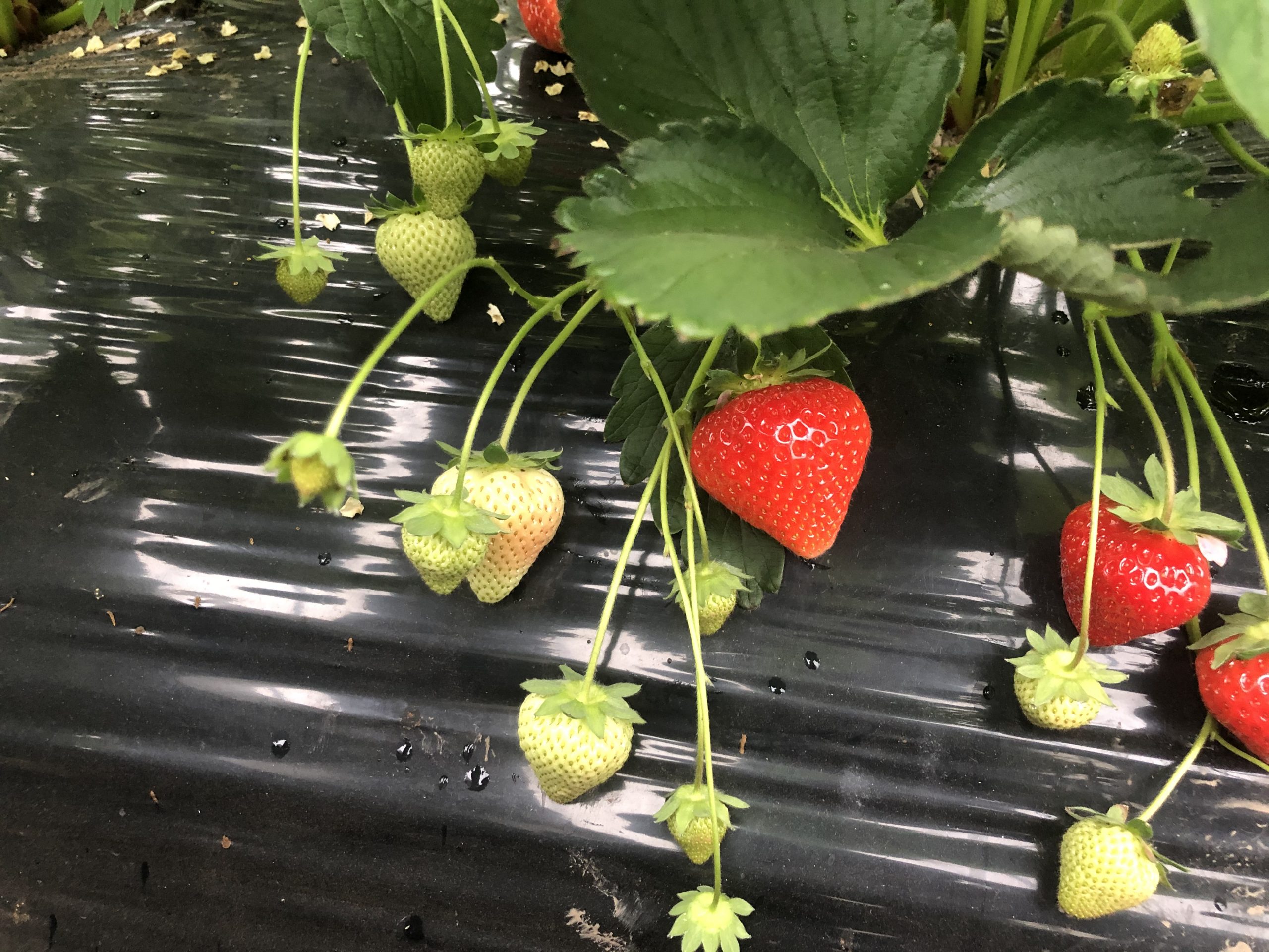 新品種!!ゆきララ!! 北海道栗山いちご おがファーム