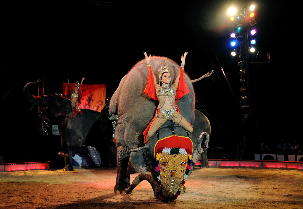 Manege frei für Elefant, Löwe und Co.? Kurt