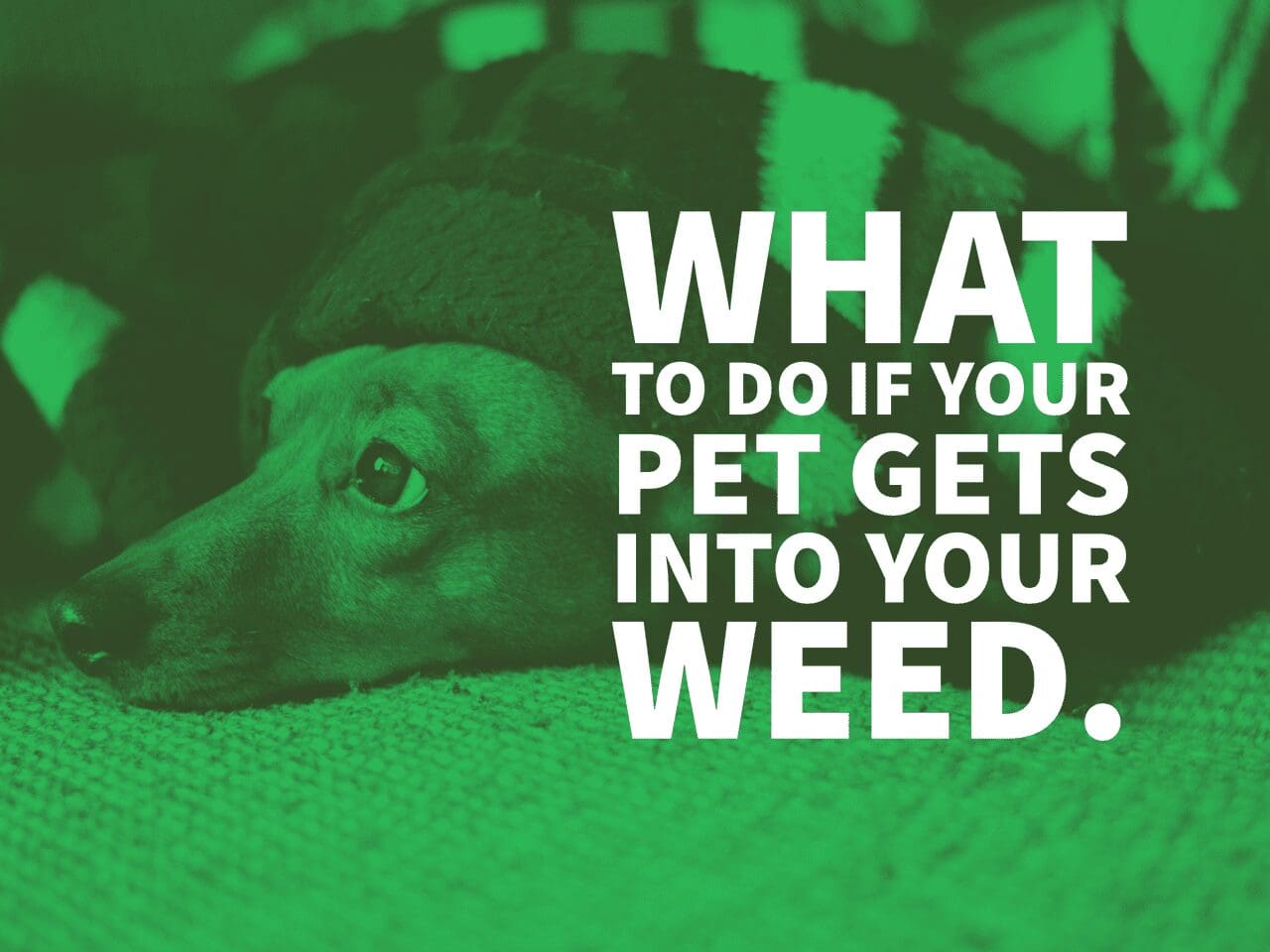 What to Do If Your Pet Gets Into Your Weed Kush21