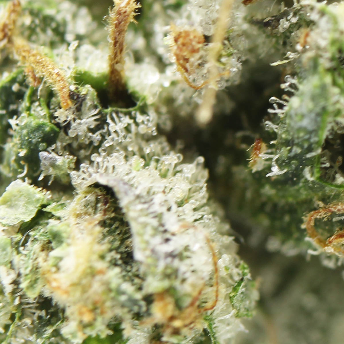 Jet Fuel (AAA+) Kush Capital