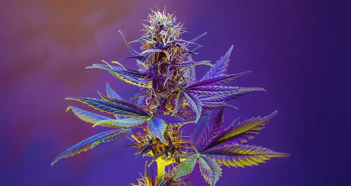What is Exotic Weed? Effects, Appearance & Flavor Kushfly