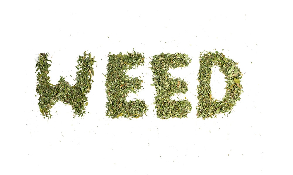 Weed Terms That Are Helpful To Know Kushism Cannabis Dispensary