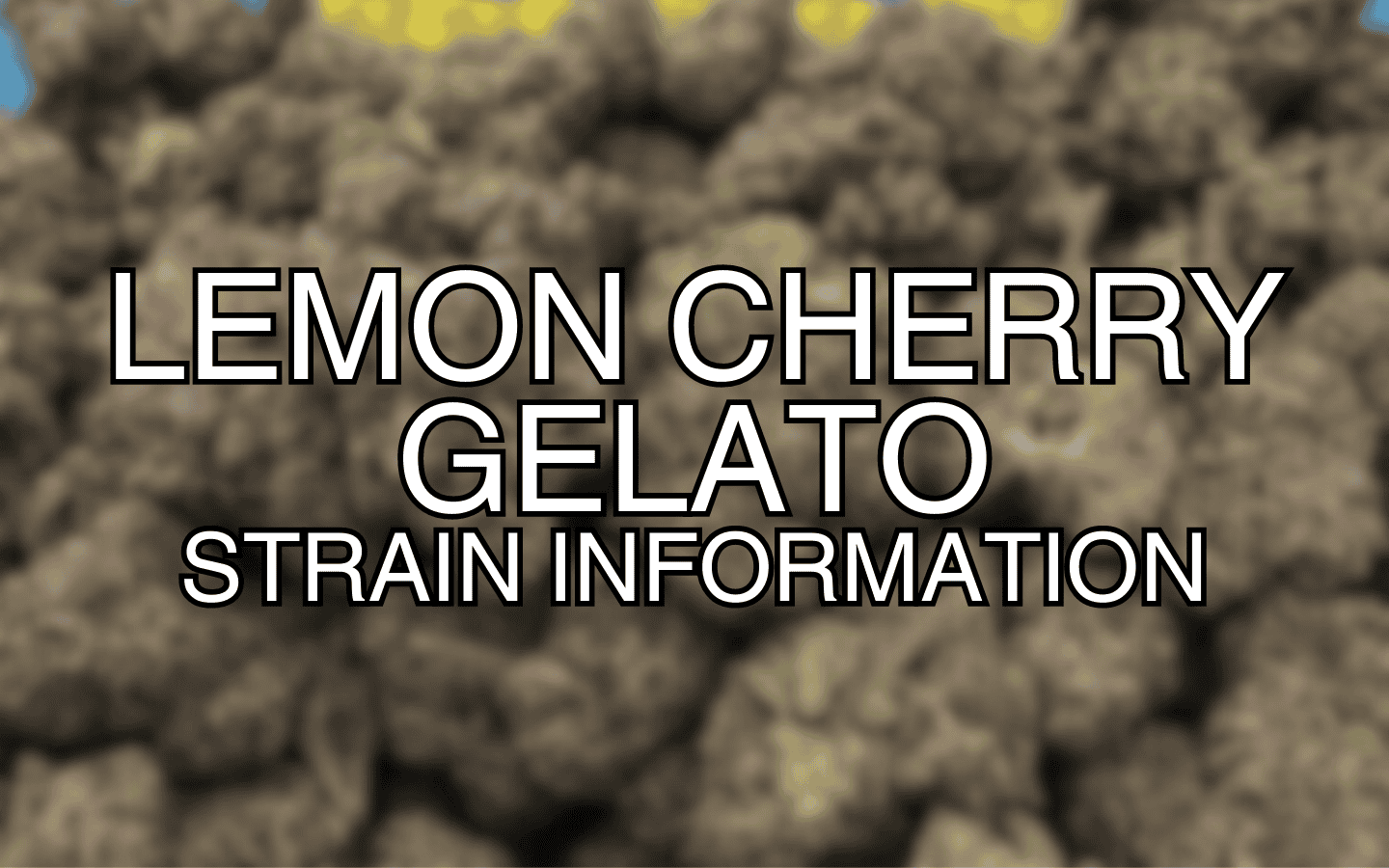 10 Informative Facts About The Lemon Cherry Gelato Strain Kushy Dreams
