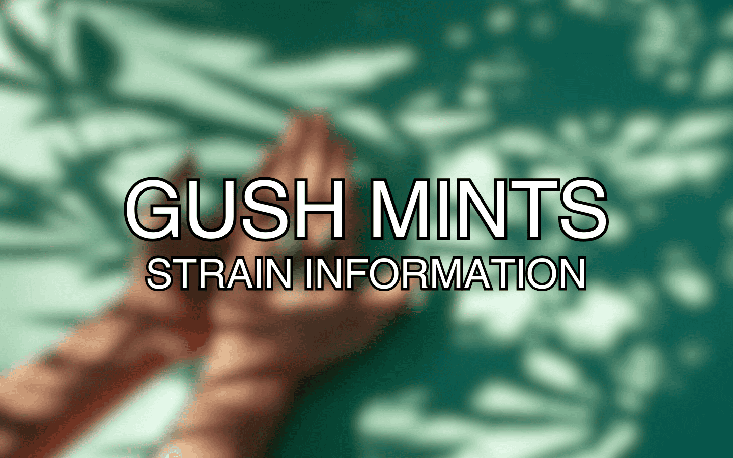 10 Informational Facts About The Gush Mints Strain (Cannabis Info