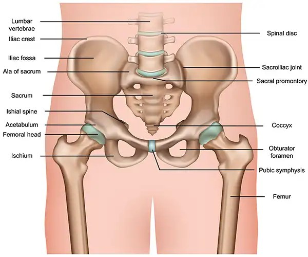 6 Critical Causes For Hip Flexor Pain During The Squat