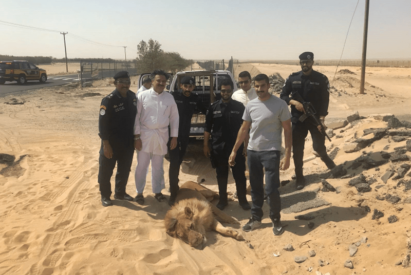 Top 124+ Kuwait desert animals