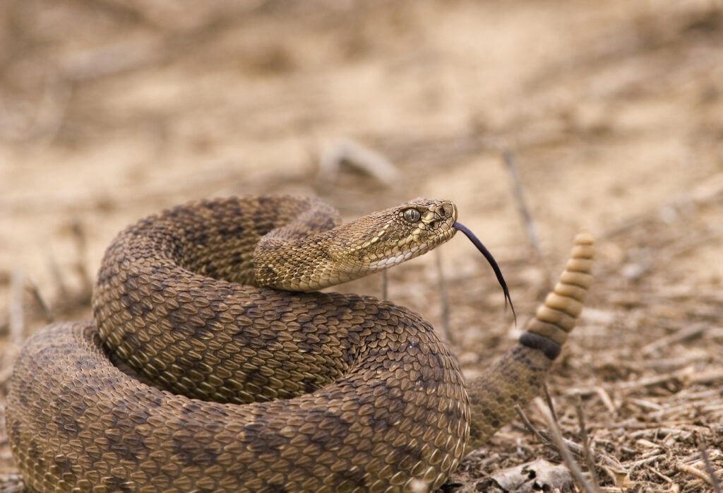 Ask an Expert Slithering snakes spotted in parks and lawns Cache